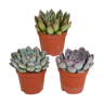 Echeveria mix
