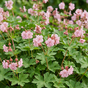 Geranium macr. Ingwersen&