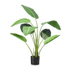 Strelitzia, plant in pot