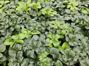 24x Pachysandra term. &