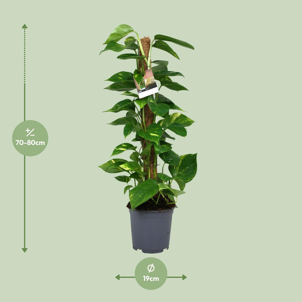 Detailfoto van Scindapsus Epipremnum