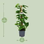 Detailfoto van Scindapsus Epipremnum