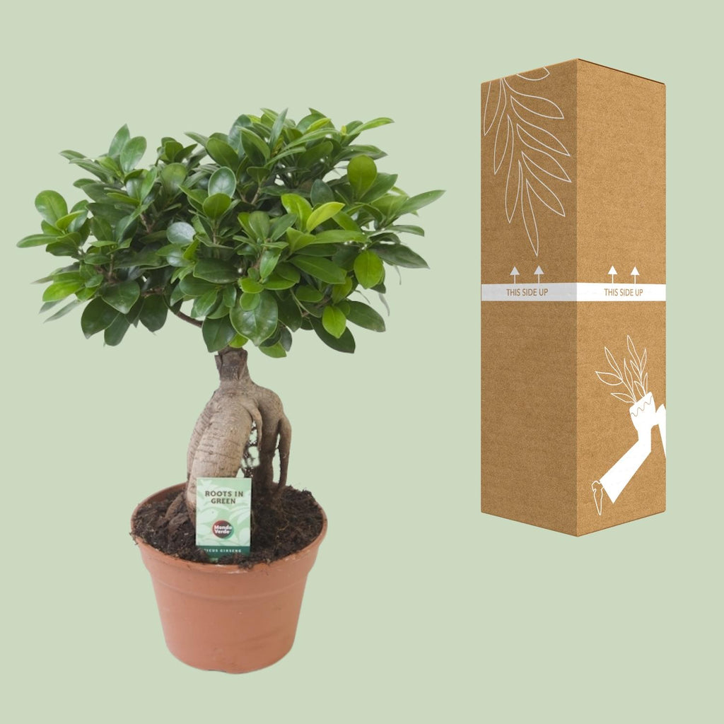Ficus Ginseng, kenmerkend blad