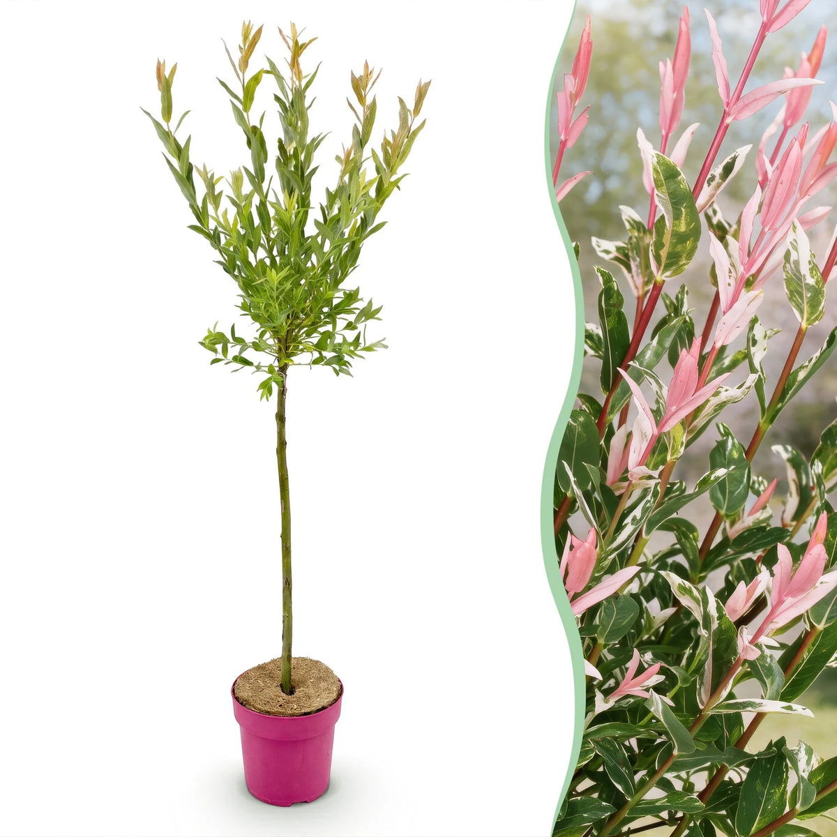 Salix Flamingo, 100 cm hoog, plant in pot