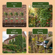 Parthenocissus tricuspidata &