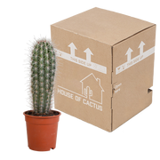 Zuilcactus Pachycereus pringlei, groenblauw, 17 cm, geen pot