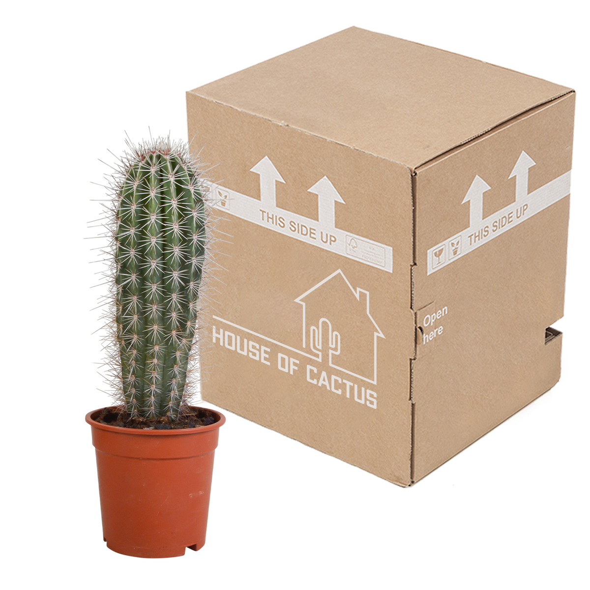 Zuilcactus Pachycereus pringlei, groenblauw, 17 cm, geen pot, kenmerkend blad