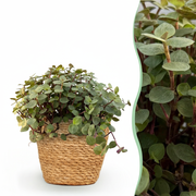 Calissia repens met mand