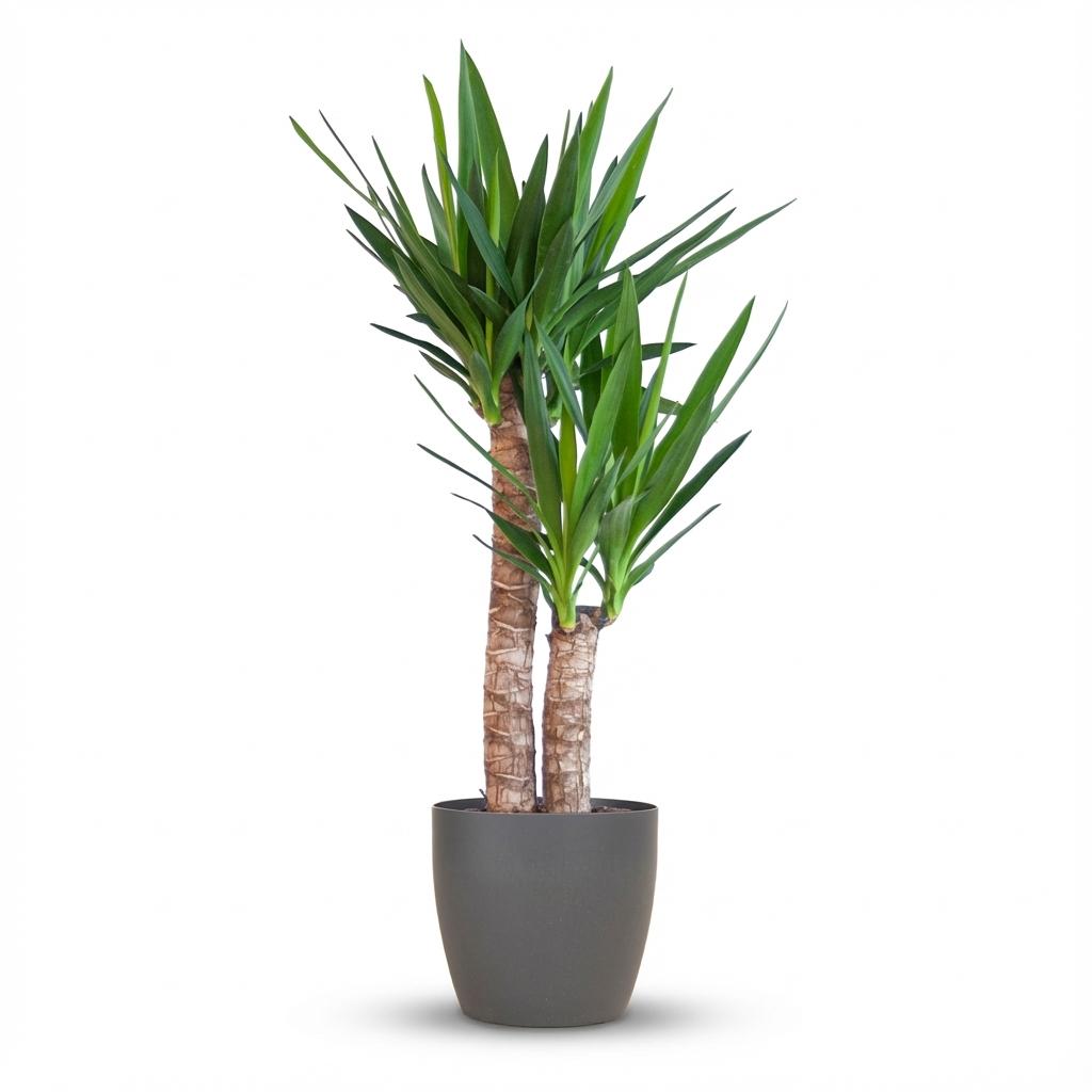 Yucca Elephantipes met zwarte pot, detail van het blad
