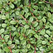 Cotoneaster pr. &