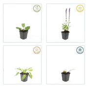 Salvia nem. &