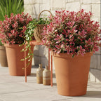 Leucothoe Colour Diamond, plant in pot