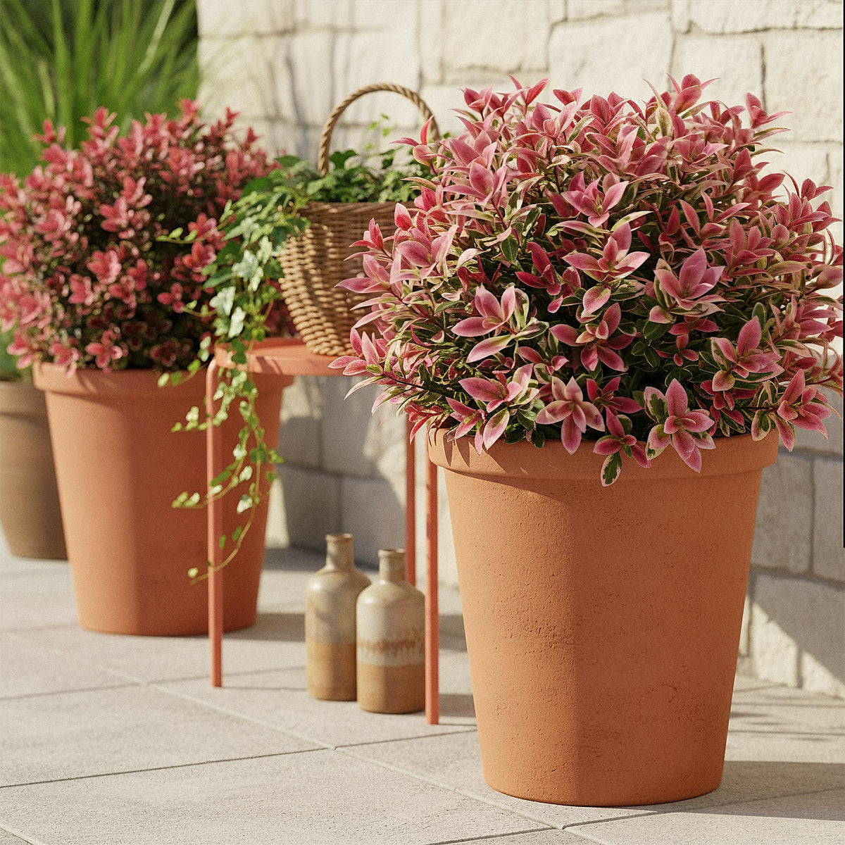 Leucothoe Colour Diamond, plant in pot