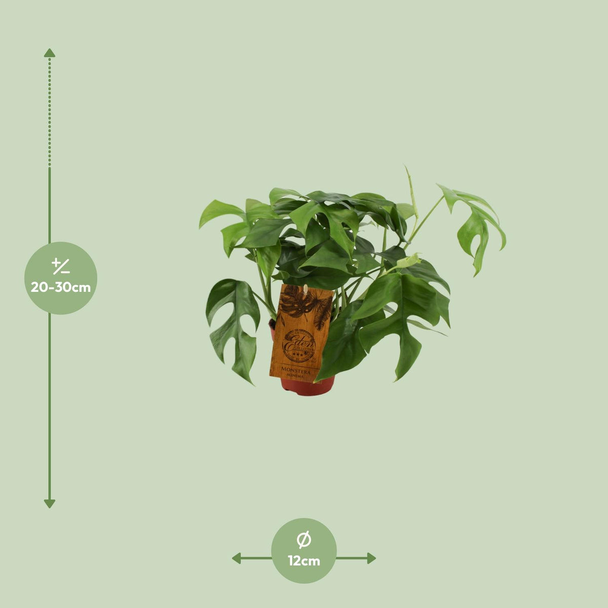 Detailfoto van Monstera Minima