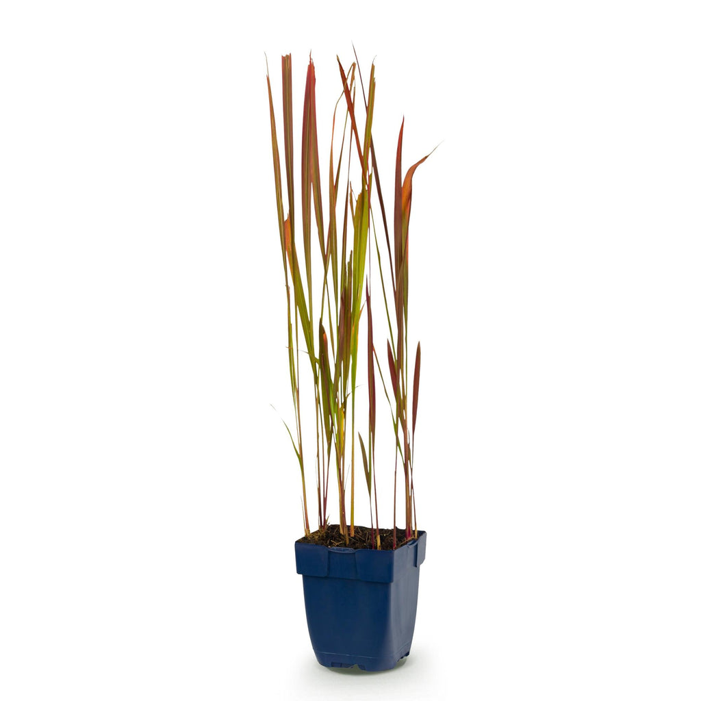 Japans bloedgras Imperata 'Red Baron', rood, sierlijk rood gras voor de tuin