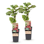 2x Braamboos Loganberry (doornloos), detail van het blad