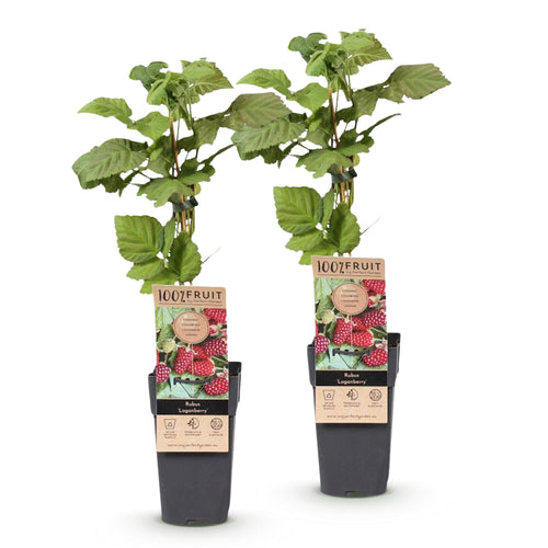 2x Braamboos Loganberry (doornloos), detail van het blad