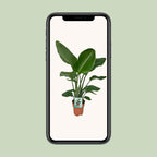 Strelitzia Nicolai - Paradijsvogelplant, groene bladeren
