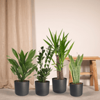 Productfoto van Makkelijke plantenbox - 4 kamerplanten - Diverse hoogtes