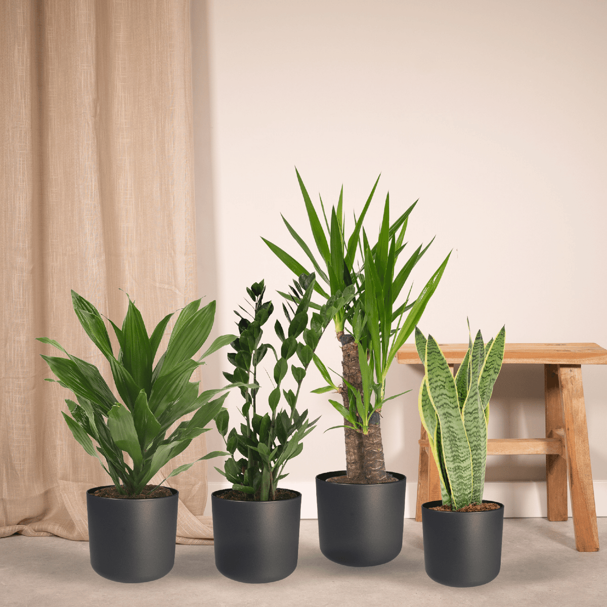 Productfoto van Makkelijke plantenbox - 4 kamerplanten - Diverse hoogtes