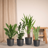 Makkelijke plantenbox - 4 kamerplanten - Diverse hoogtes