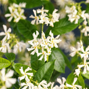 Trachelospermum jasminoides