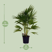 Livistona Chinensis