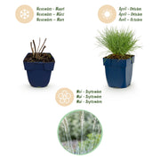 Festuca glauca - Blauwgras - Groenblijvend - Blauw - 6 Planten