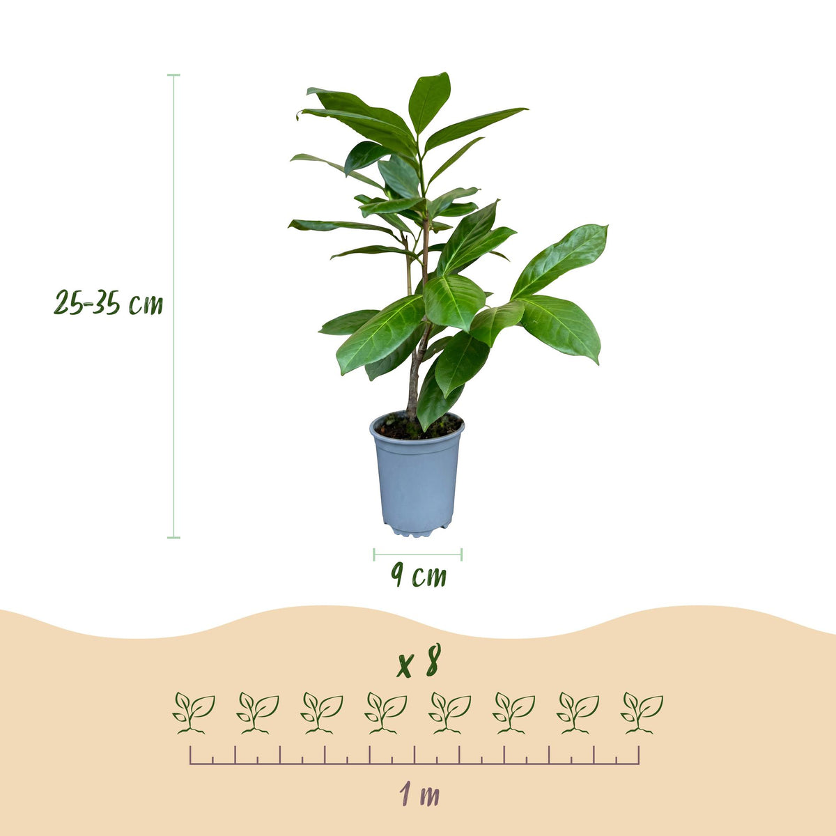 Prunus laurocerasus Rotundifolia, 30-35 cm hoog, groene bladeren