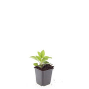 24x Rudbeckia fulgida &