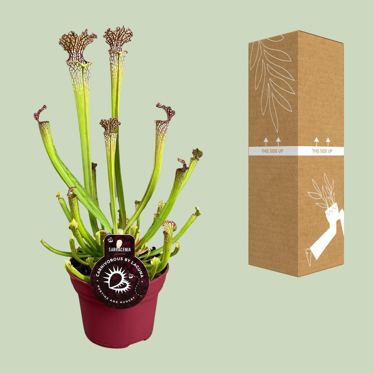 Productafbeelding van Pureplant