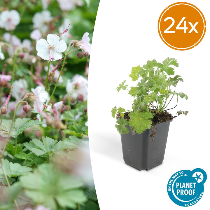24x Geranium cant. &