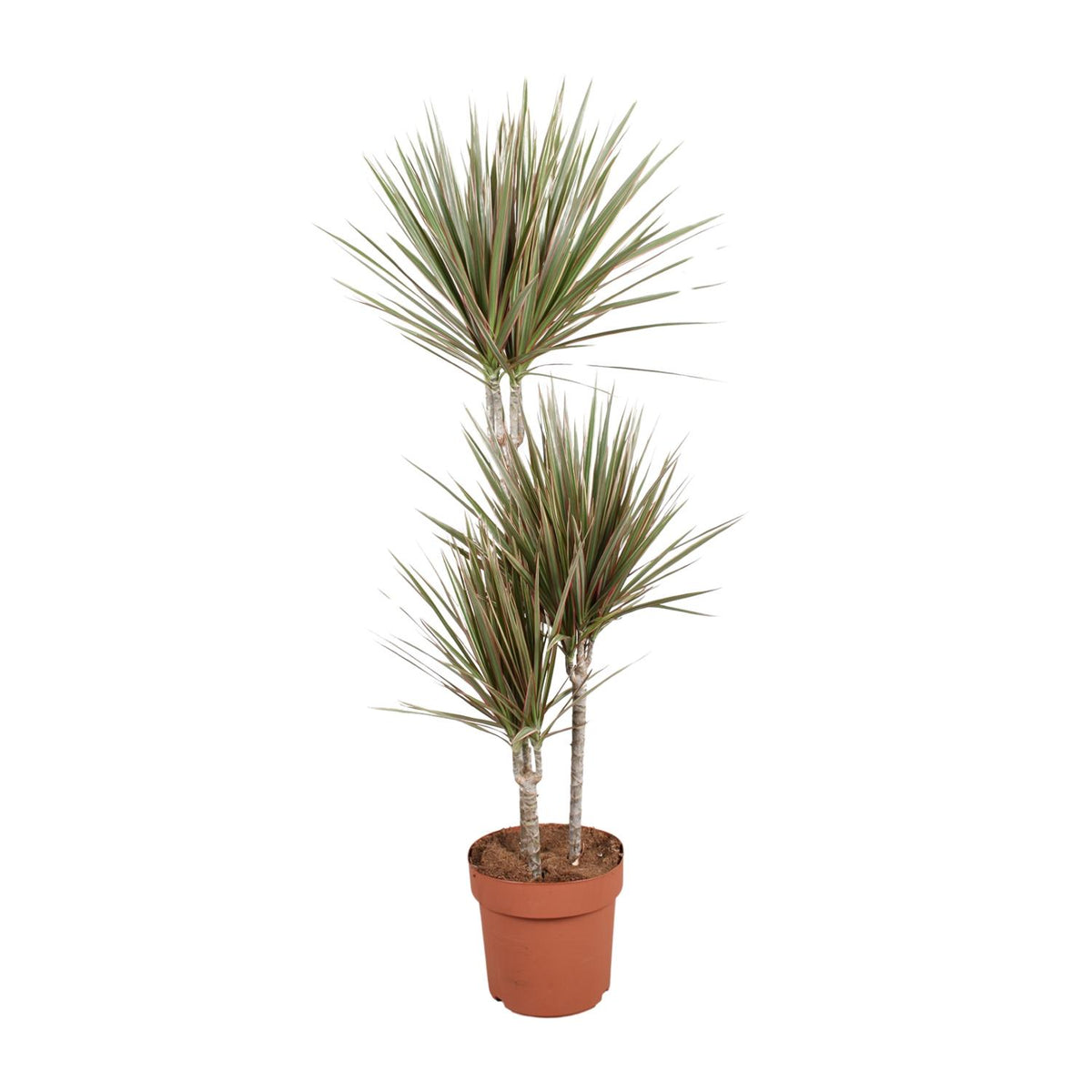 Dracaena Bicolor, plant in pot