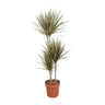 Dracaena Bicolor