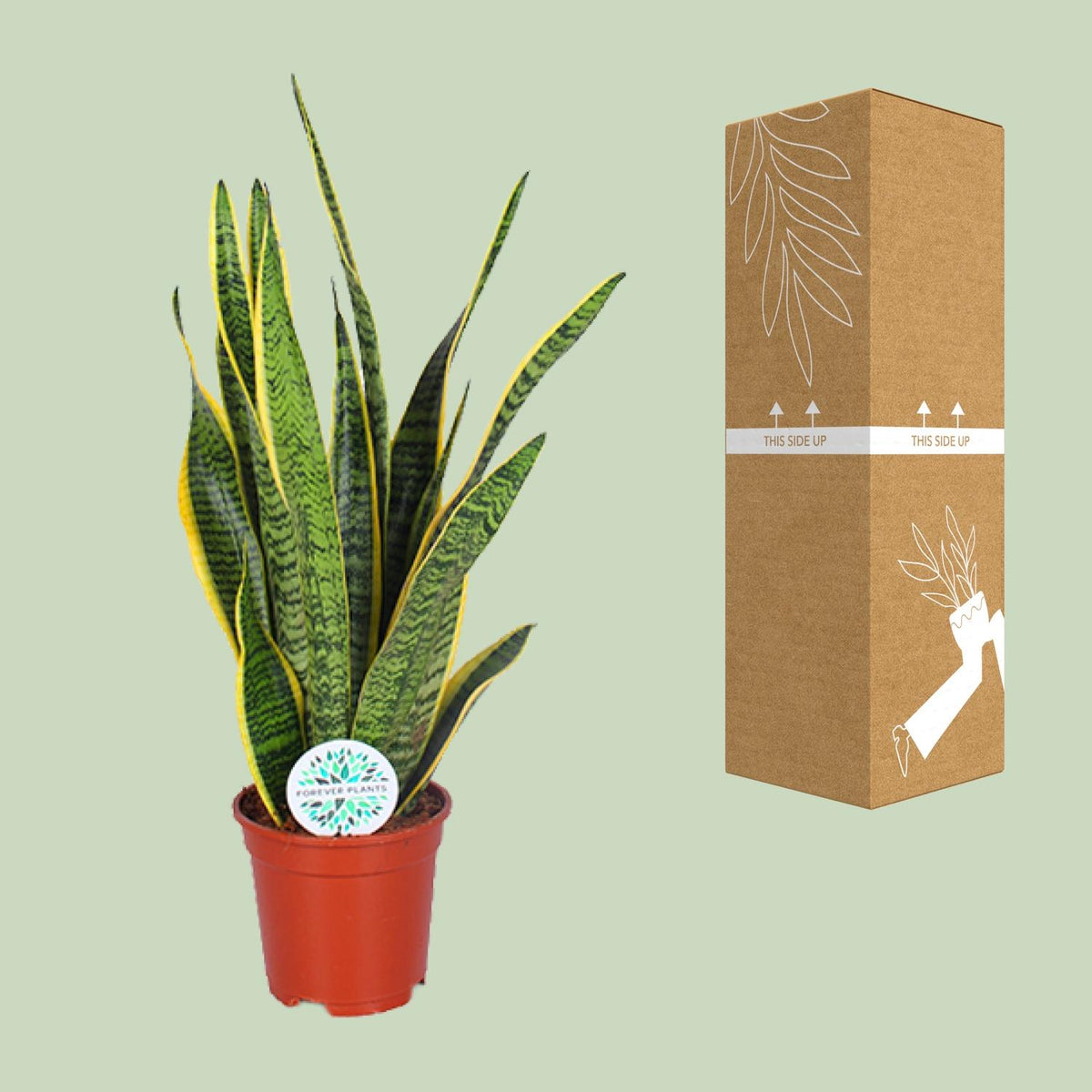 Detailfoto van Sansevieria Trifasciata Laurentii