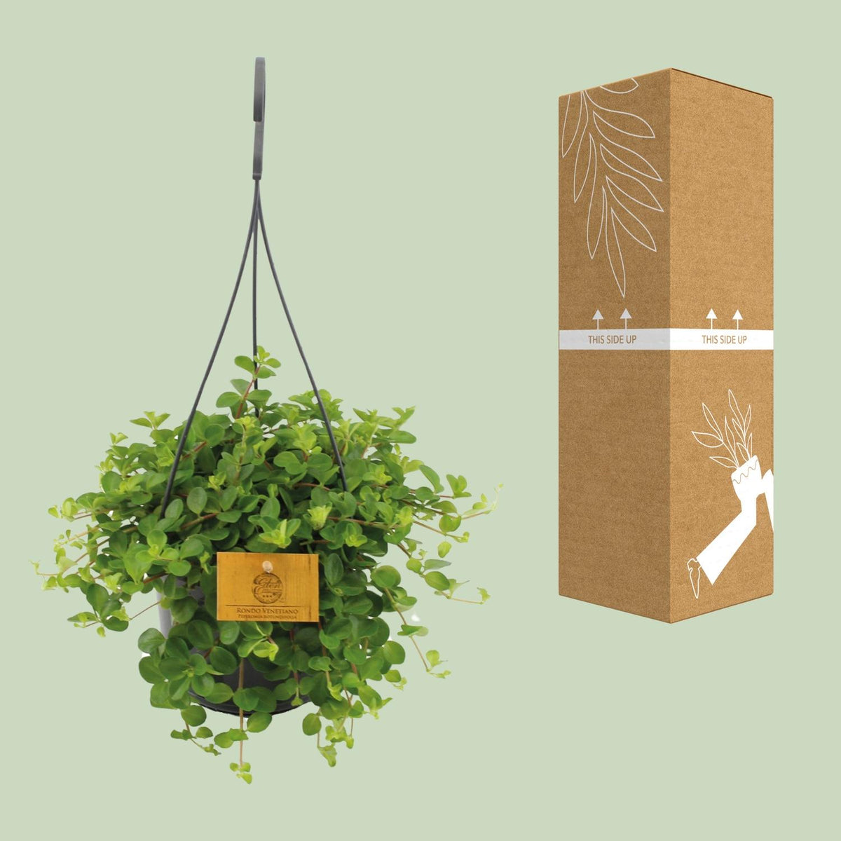 Detailfoto van Peperomia Rotundifolia