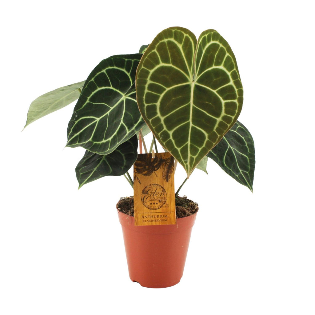 Productfoto van Anthurium Clarinervium