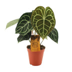 Productfoto van Anthurium Clarinervium