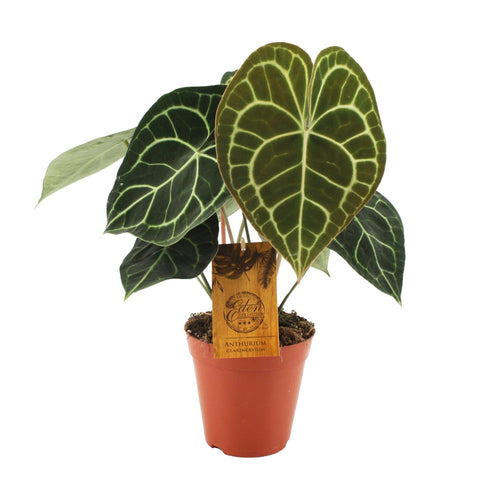 Productfoto van Anthurium Clarinervium