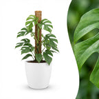 Mini Gatenplant - Monstera Minima Mosstok met witte pot, detail van het blad