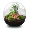 DIY Planten terrarium tweedelig bolglas - Dome XL Bonsai - Zonder gereedschap