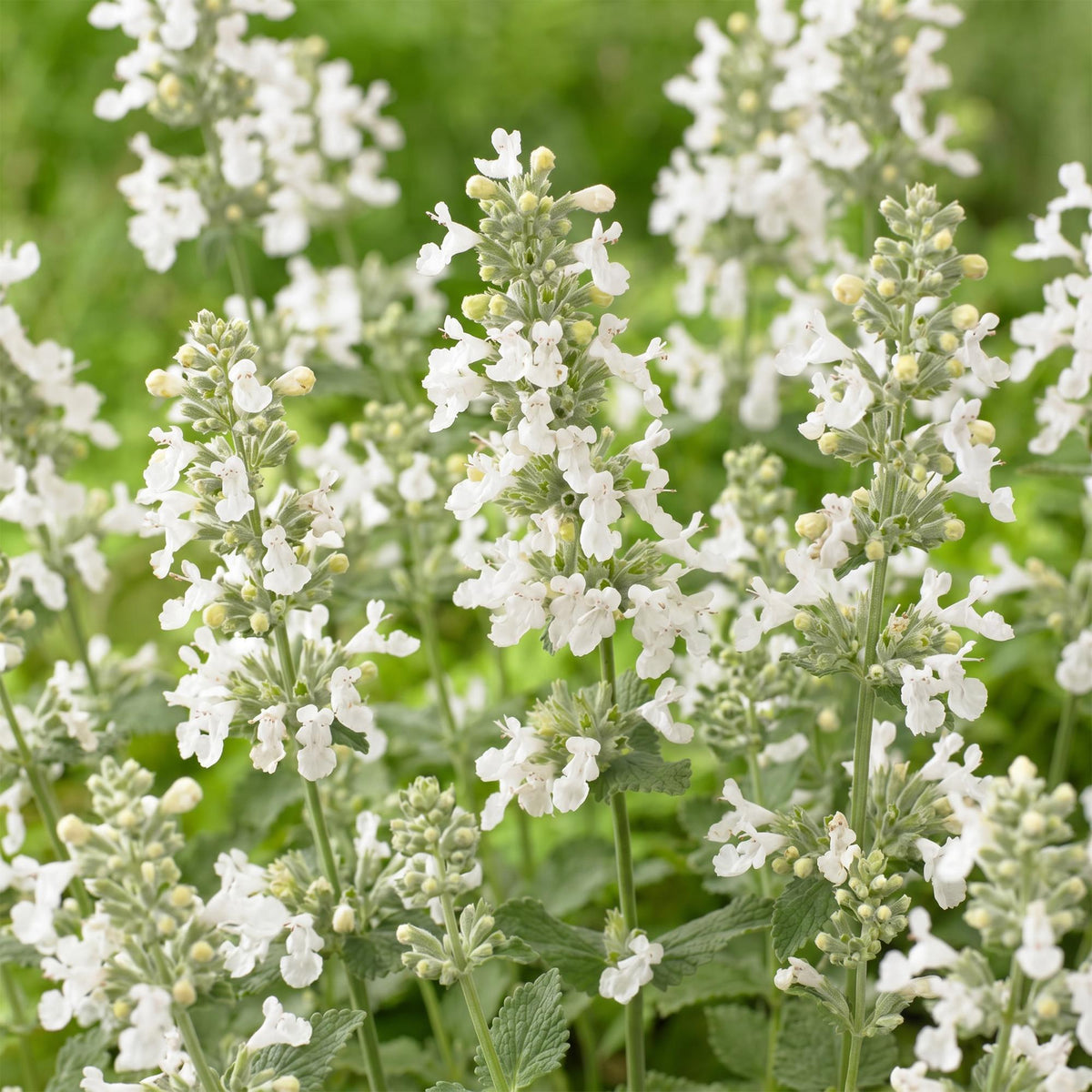 Kattenkruid faassenii Snowflake, met witte bloemen, detail van het blad