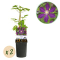 Clematis Mikelite, plant in pot