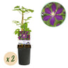 Clematis Mikelite