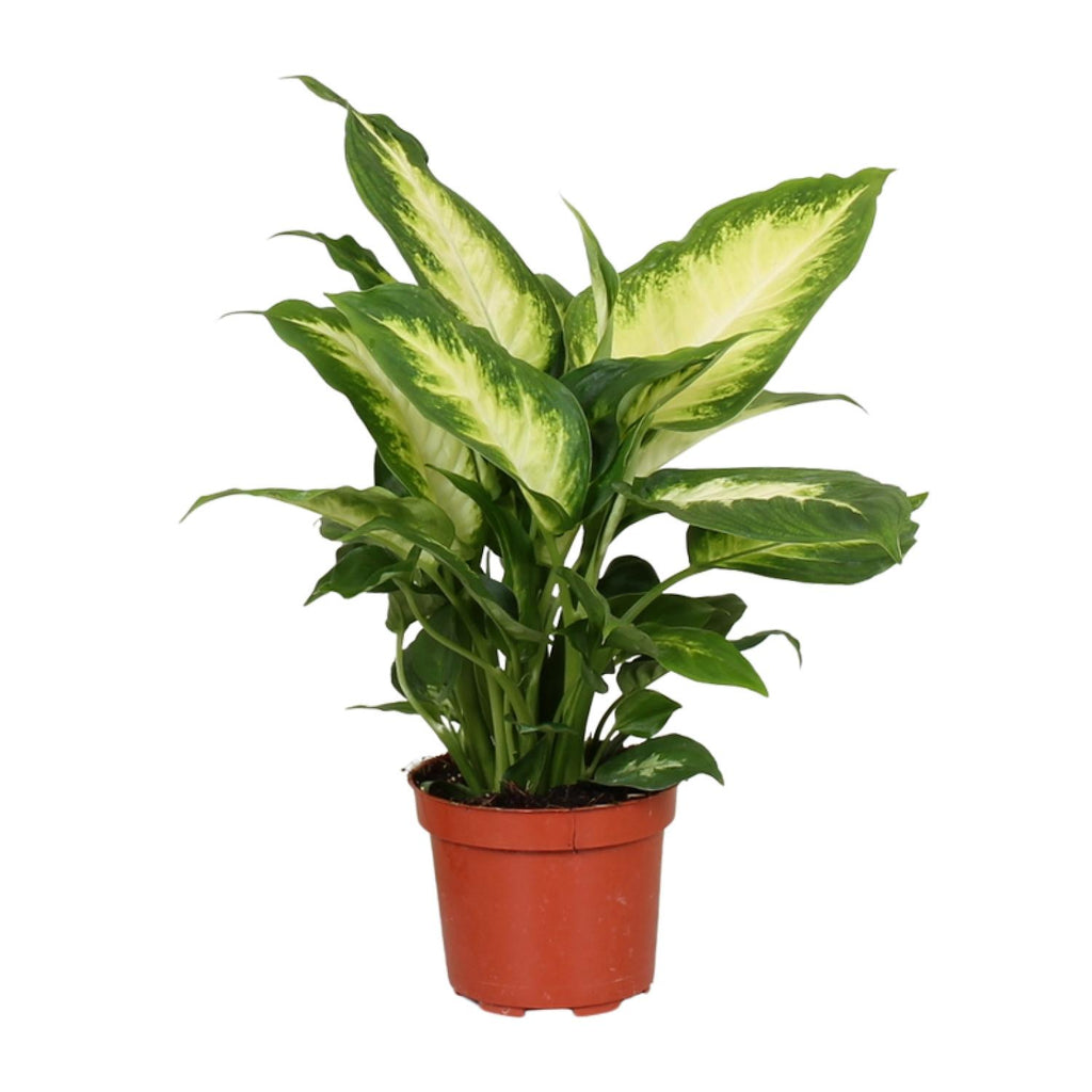 Productfoto van Dieffenbachia Camilla