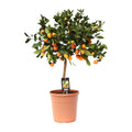 Productfoto van Citrus Calamondin