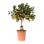 Productfoto van Citrus Calamondin