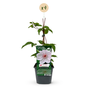 Clematis &