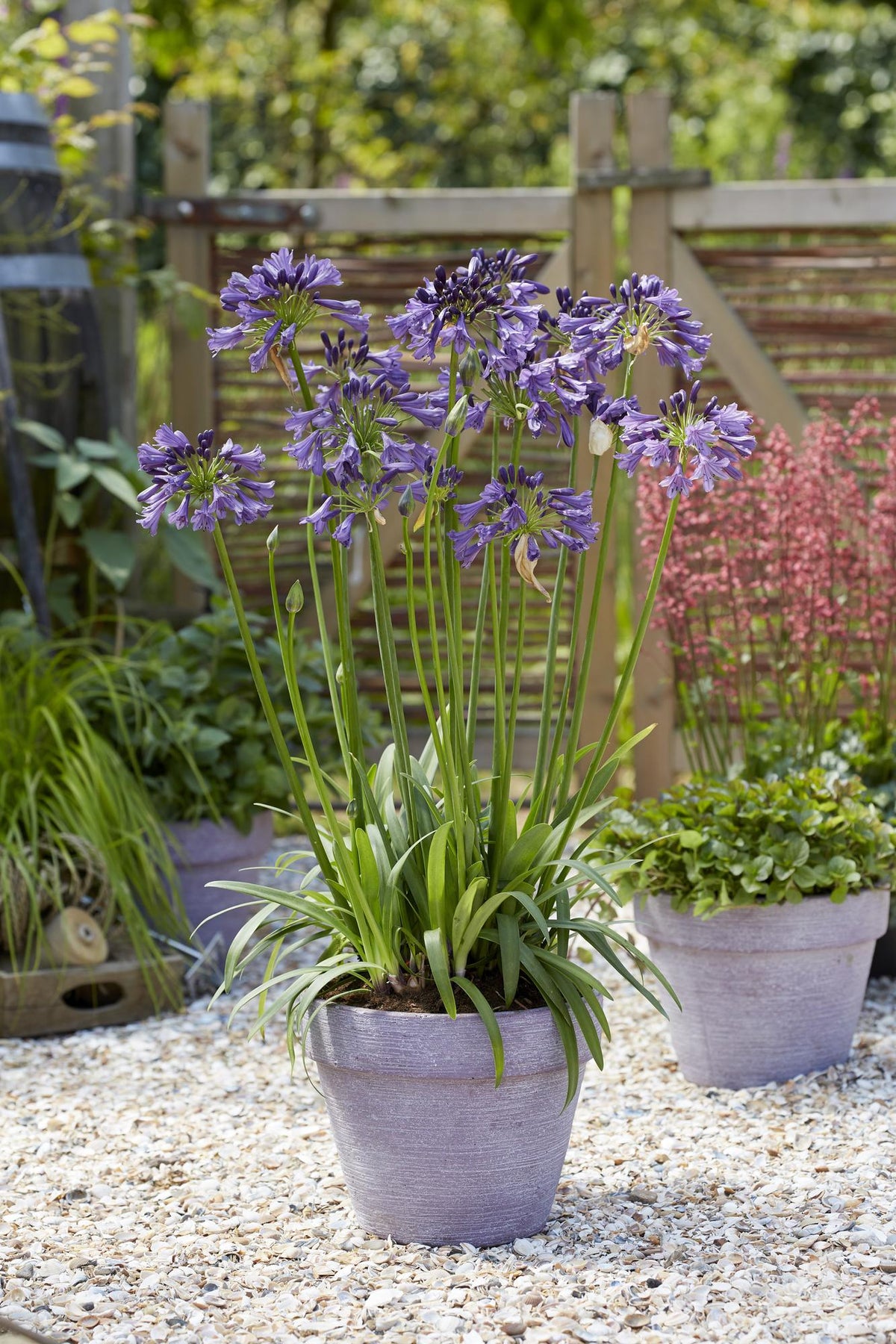 Detailfoto van Agapanthus 'Poppin Purple'