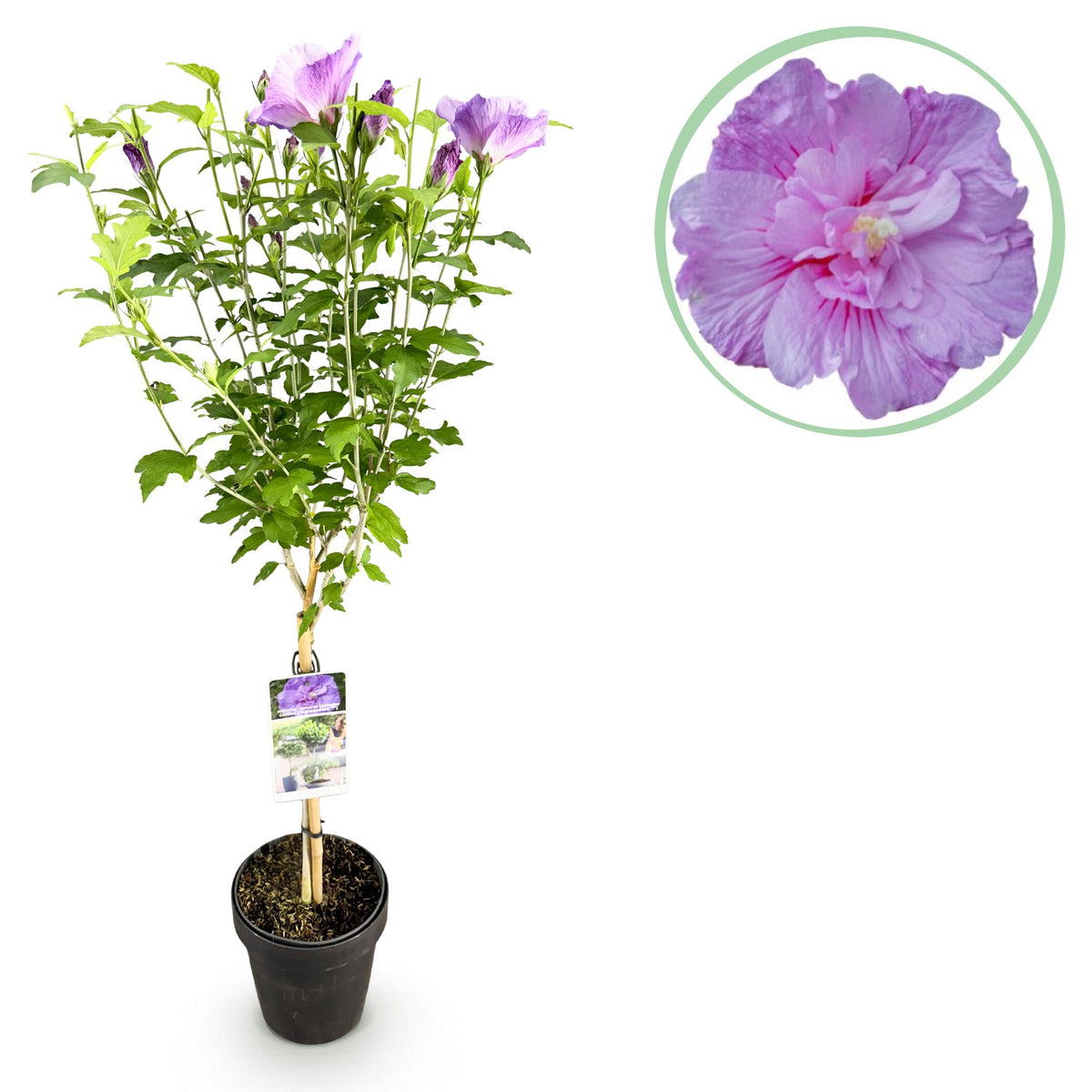 Hibiscus syriacus Lavendor Chiffon®, detail van het blad
